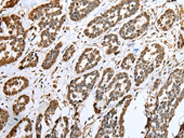 Cnpy2 / TMEM4 Antibody
