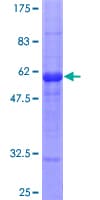 Human IL-1B / IL-1 Beta Protein (Recombinant GST)