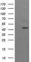 BBOX1 / BBOX Antibody (clone OTI2C8)