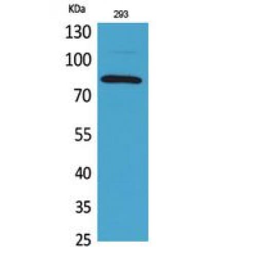 MCM7 Antibody (491-540 aa, Internal)