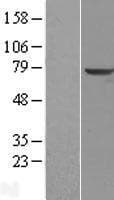 Human TPP1 / CLN2 Protein (Over-Expression Lysate Myc-DDK (Flag))