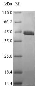 Penaeus Sarcoplasmic calcium-binding protein, alpha-B and -A chains (Recombinant 10His-SUMO, N-terminus + Myc, C-terminus)