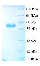 Human APAF1 / APAF-1 Protein (Recombinant His)