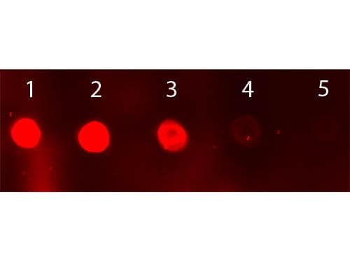 Polyclonal Donkey Anti-Sheep IgG Secondary Antibody (FITC, IF)