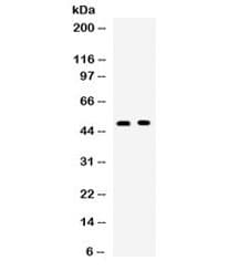 TNFRSF4 / CD134 / OX40 Antibody
