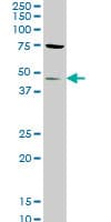 STK32C / PKE Antibody (clone 3B4)