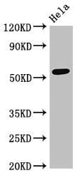 Polyclonal Rabbit anti-Human PTBP2 Antibody (WB)