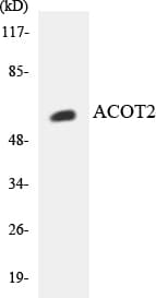 ACOT2 Antibody (aa160-209)