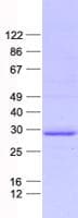Human PDGF-BB Protein (Recombinant His, N-Terminal)