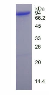 Human MTF2 / PCL2 Protein (Recombinant His-GST, N-terminus)