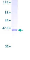 Human PTGES3 / p23 Protein (Recombinant GST)