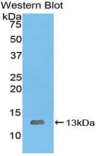 IL8 / Interleukin 8 Antibody (aa23-101, Biotin)