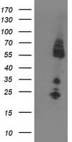 IRF6 Antibody (clone OTI1B9, Carrier-free)