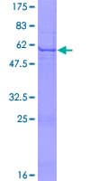 Human KLK10 / Kallikrein 10 Protein (Recombinant GST)