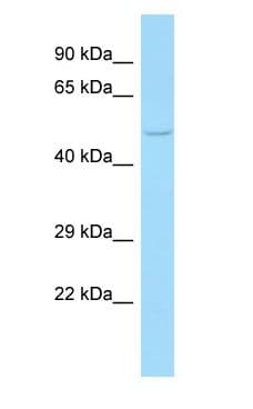 FLOT1 / Flotillin 1 Antibody (aa189-238)