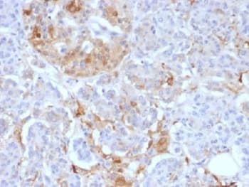 Ferritin Antibody (clone FTL/1388, Azide-free, BSA-free)