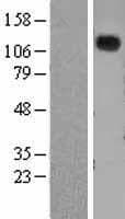 Human NPRA / NPR1 Protein (Over-Expression Lysate Myc-DDK (Flag))