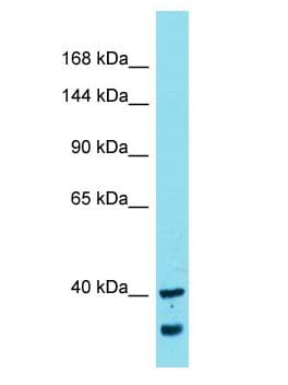 MYCBPAP Antibody (aa26-75)