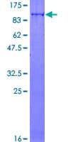 Human SLU7 / 9G8 Protein (Recombinant GST)
