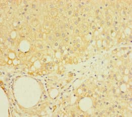 LAPTM5 Antibody