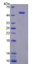 Mouse ATF3 Protein (Recombinant His-GST)