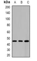 Polyclonal Rabbit anti-Human BBOX1 / BBOX Antibody (WB)