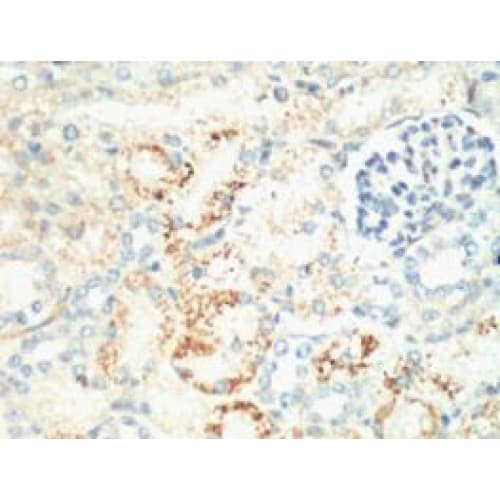 MKI67 / Ki67 Antibody (clone 4A8)