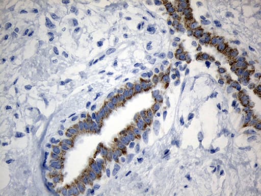 MRPL48 Antibody (clone OTI8E1)