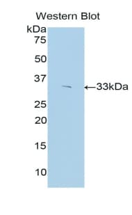 SIRT3 / Sirtuin 3 Antibody (aa126-399, Biotin)