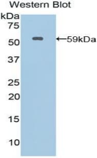 MSN / Moesin Antibody (aa354-577, APC)