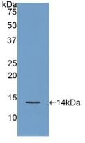 REG3G Antibody (aa33-147)
