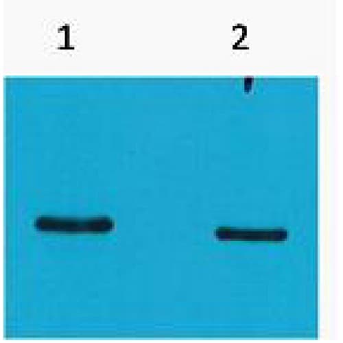 SRT Tag Antibody (clone 4H9)