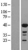 Human GSS / Glutathione Synthetase Protein (Over-Expression Lysate Myc-DDK (Flag))