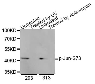 JUN / c-Jun Antibody (phospho-Ser73)