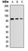 Polyclonal Rabbit anti-Human NAK / TBK1 Antibody (C-Terminus, WB)