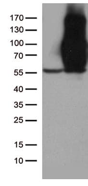 CD44 Antibody (clone UMAB134)