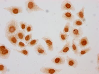 HIST1H3A Antibody