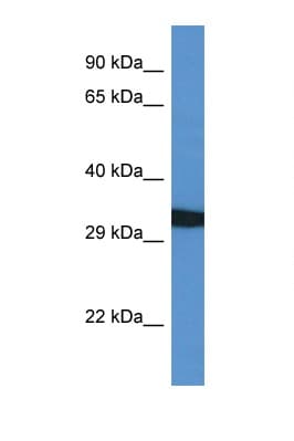 GFRA4 Antibody (C-Terminus)