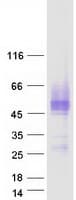 Human ICAM2 / CD102 Protein (Recombinant Myc-DDK (Flag))