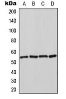 HSP70L1 / HSPA14 Antibody (C-Terminus)