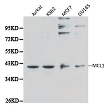 Polyclonal Rabbit anti-Human MCL1 / MCL 1 Antibody (IHC, IF, WB)