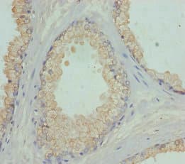 FBXO7 Antibody