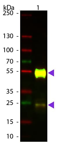 Goat Anti-Mouse IgG Secondary Antibody (Atto 594)