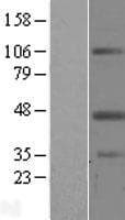 Human LPXN / Leupaxin Protein (Over-Expression Lysate Myc-DDK (Flag))