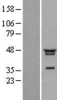 NFKBIL1 Protein (Over-Expression Lysate Myc-DDK (Flag))