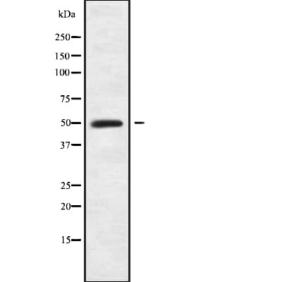 EEF1A2 Antibody