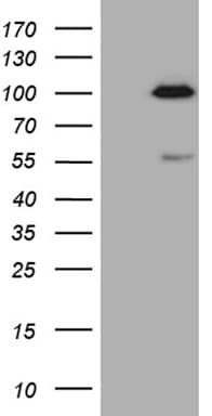 SP110 Antibody (aa232-521, clone OTI1H5)