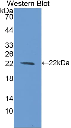BLMH Antibody (aa30-165, APC, Cy7)