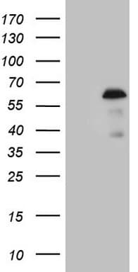 ZNF200 Antibody (clone OTI7C6)