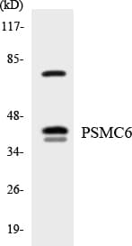 PSMC6 Antibody (aa48-97)